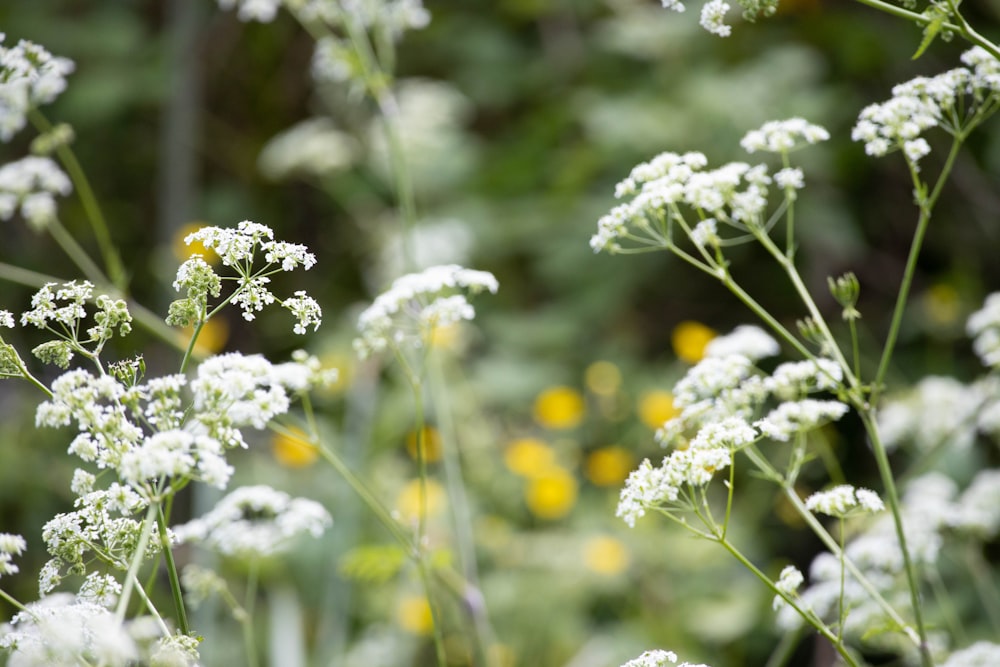 a bunch of white flowers in a field