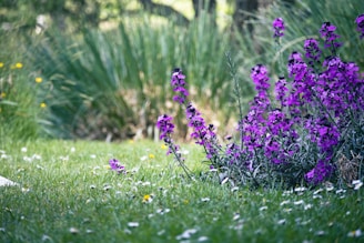 a bunch of flowers that are in the grass