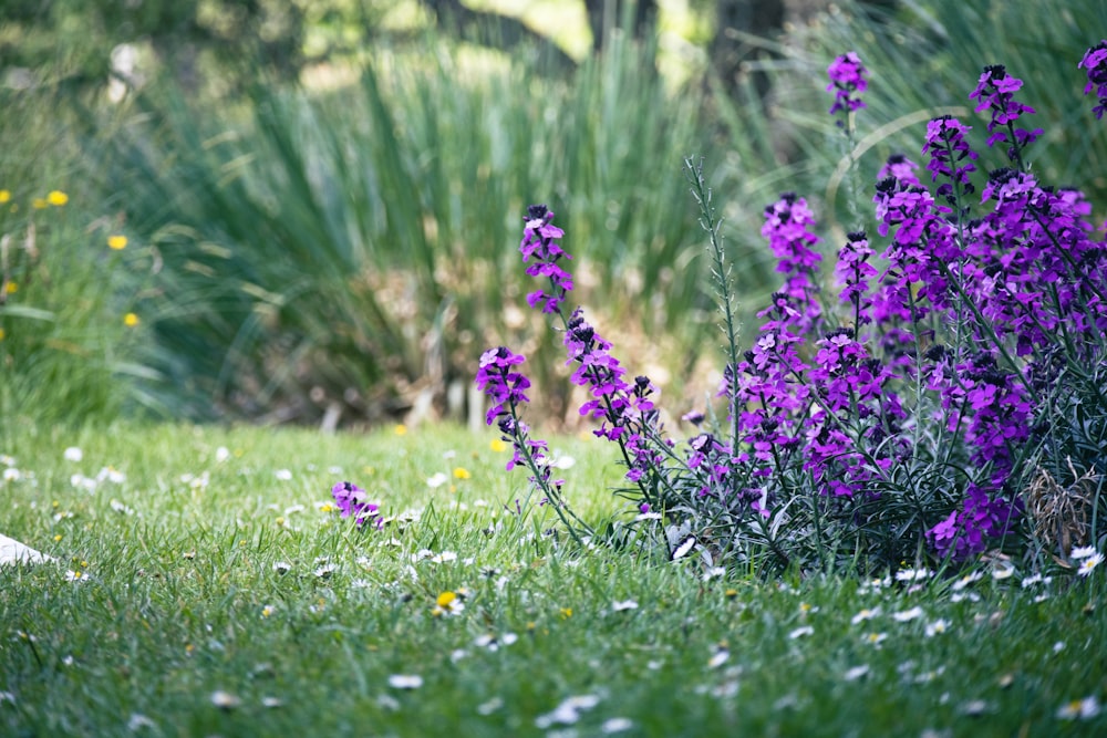 a bunch of flowers that are in the grass