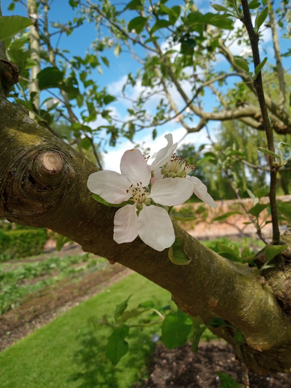 a white flower is growing on a tree branch