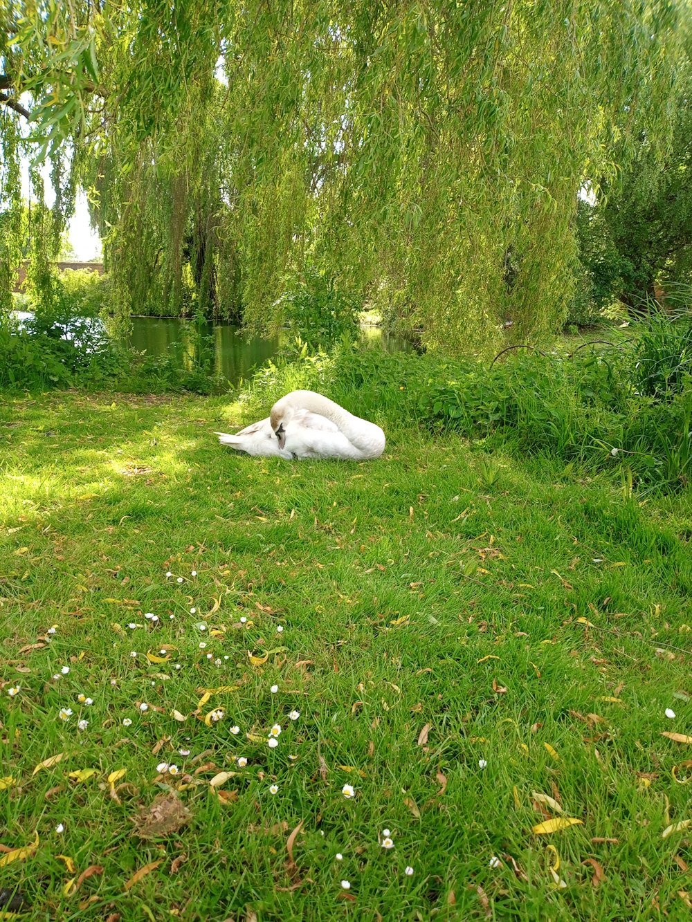 a white swan laying on the grass under a tree