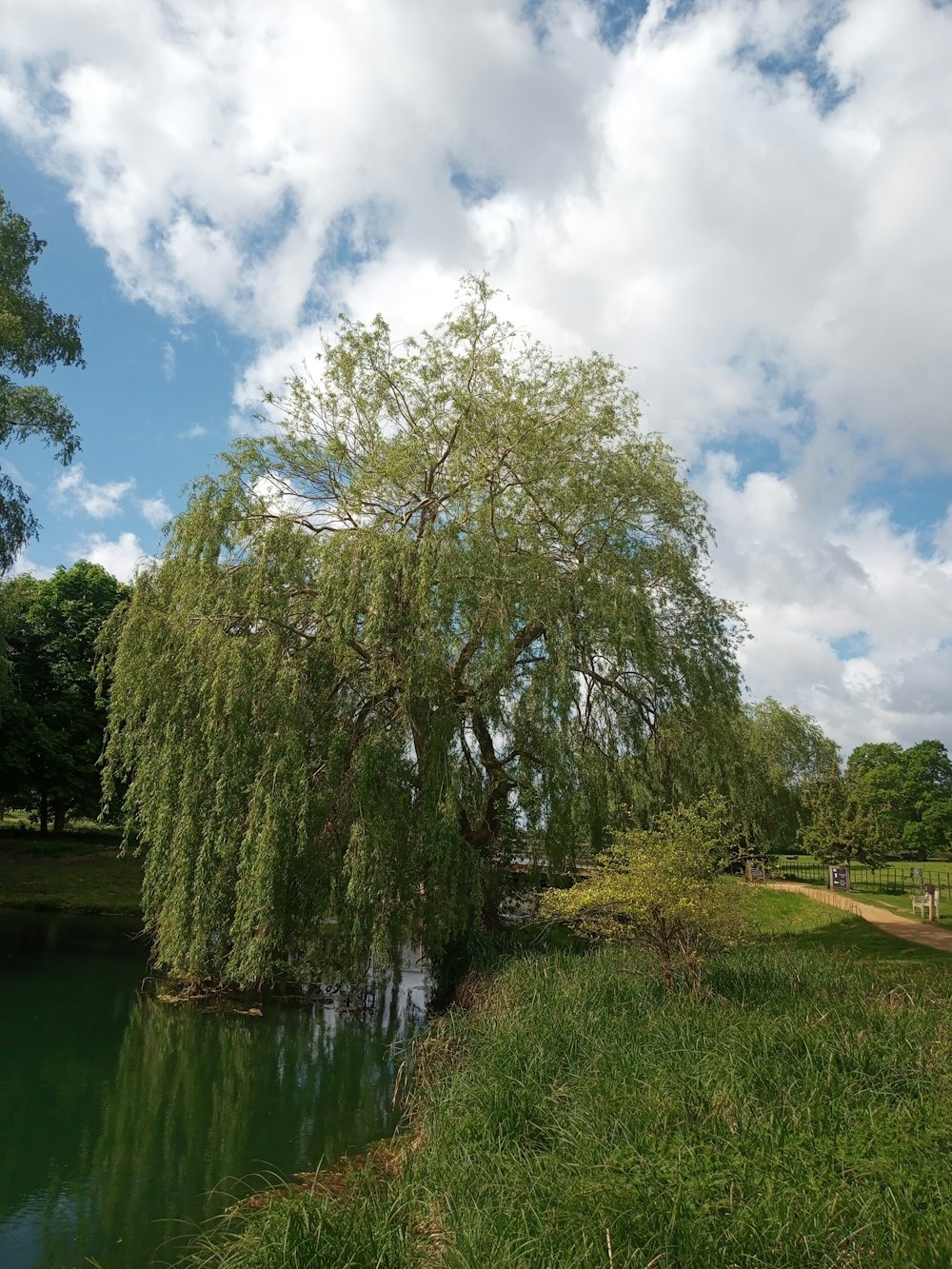 a large tree sitting next to a river