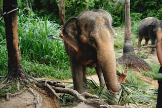 Ethical Elephant Sanctuary 