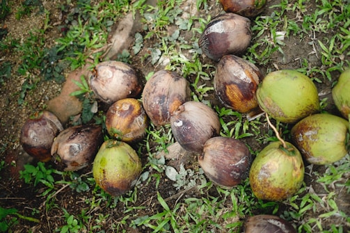A collection of coconuts lying on the ground amid patches of grass and dirt. The coconuts display a mix of brown and green hues, showing signs of age and ripeness.