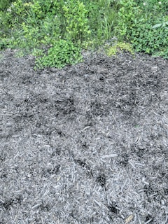 Freshly mulched ground with saplings and weeds cleared on a steep embankment