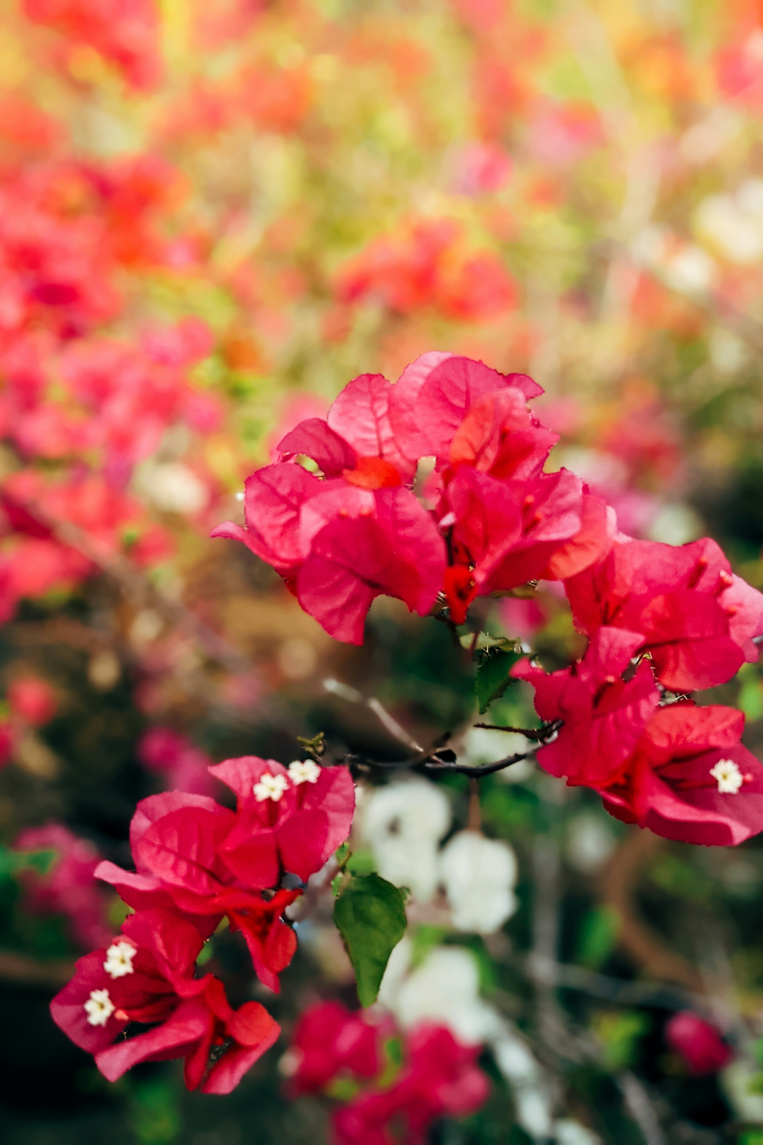 Photo by markuswinkler