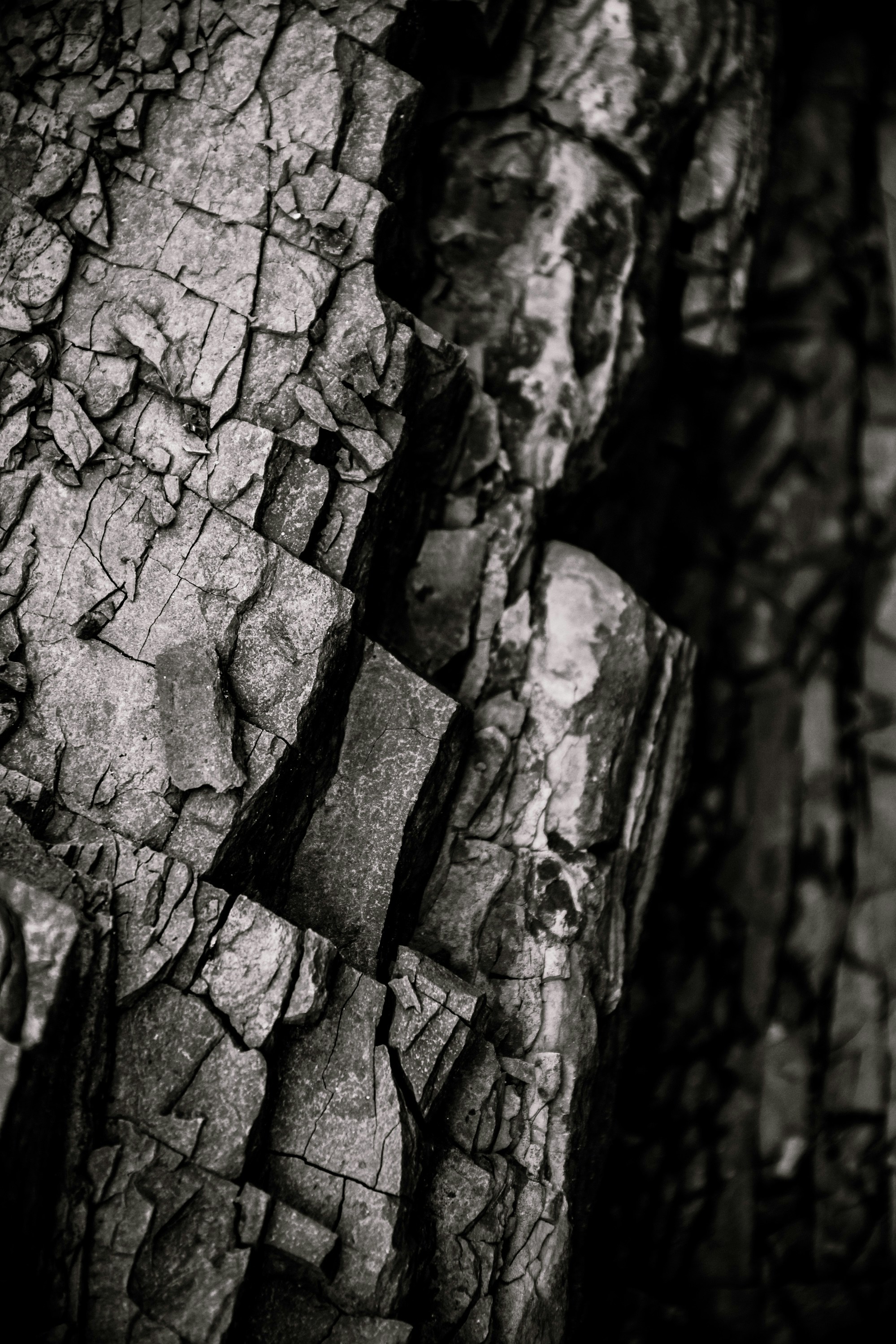 a black and white photo of a tree trunk