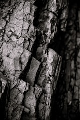 Close-up artistic shot of natural textures in monochrome.