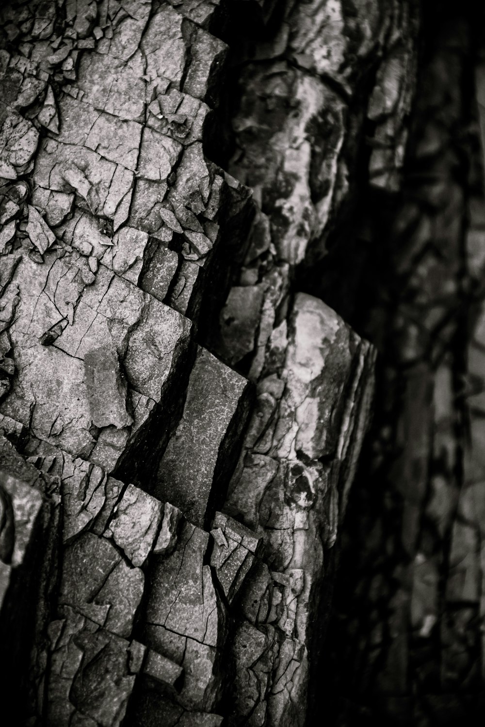 a black and white photo of a tree trunk