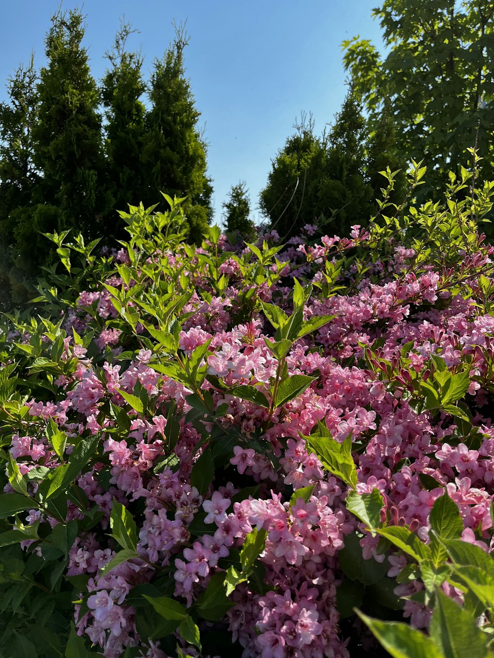 a bush of pink flowers with green leaves