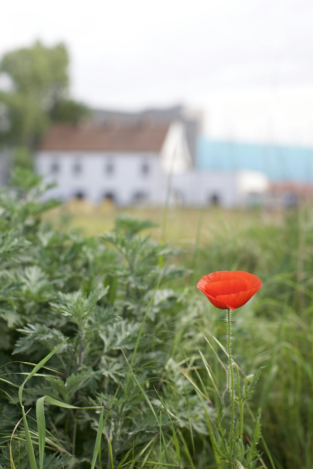 a single red flower in a field of tall grass