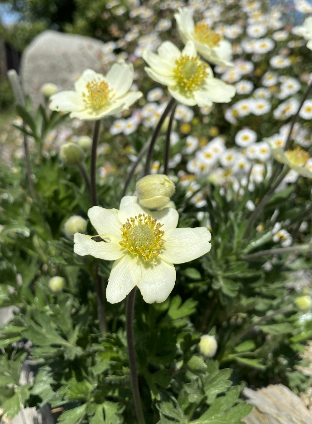 a bunch of flowers that are in the grass