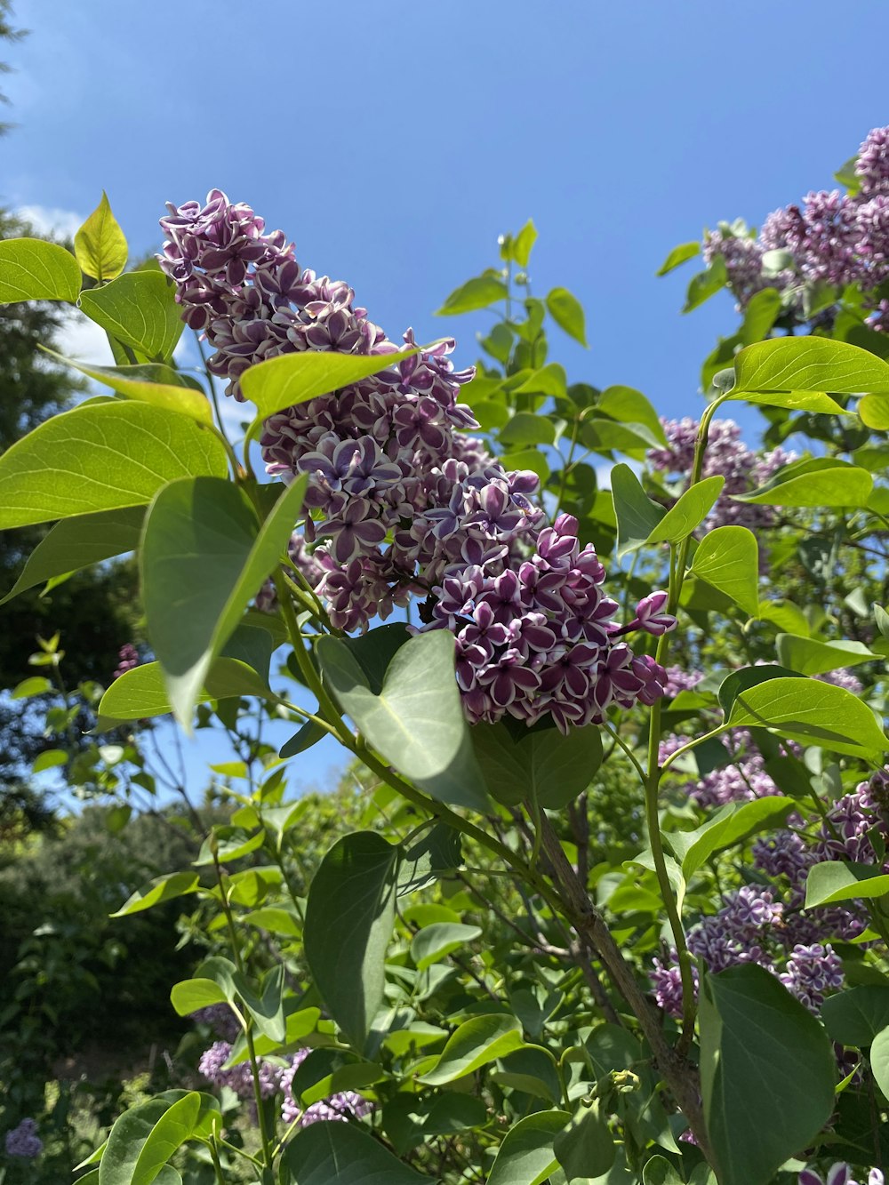 a bush with purple flowers and green leaves