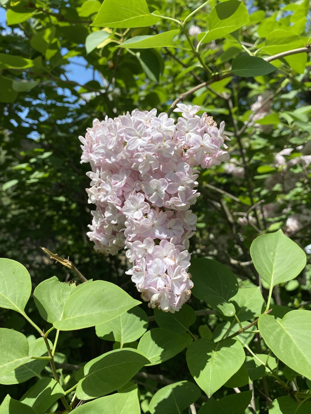 a cluster of pink flowers on a tree branch