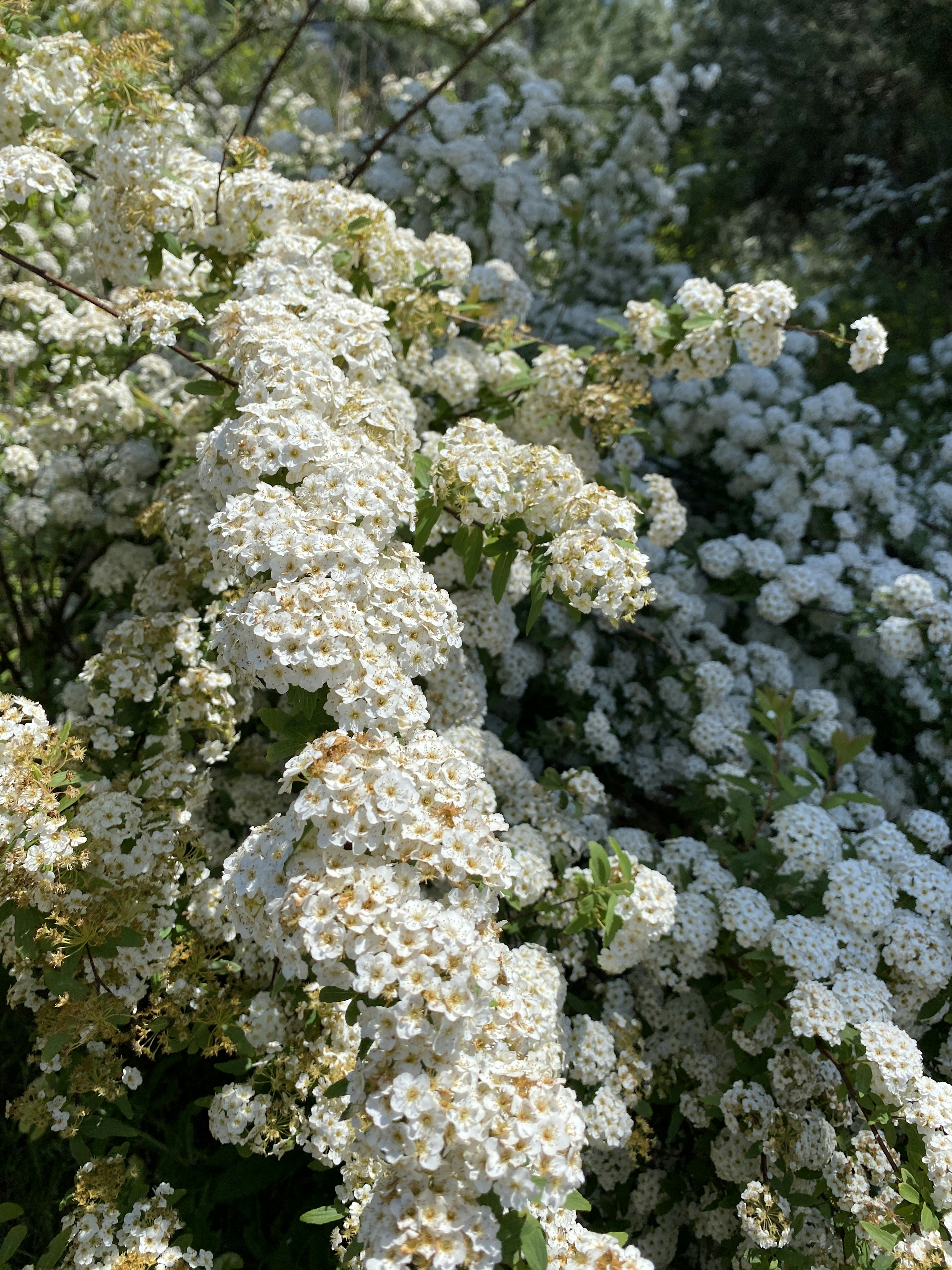 Photo by aysenurfirat