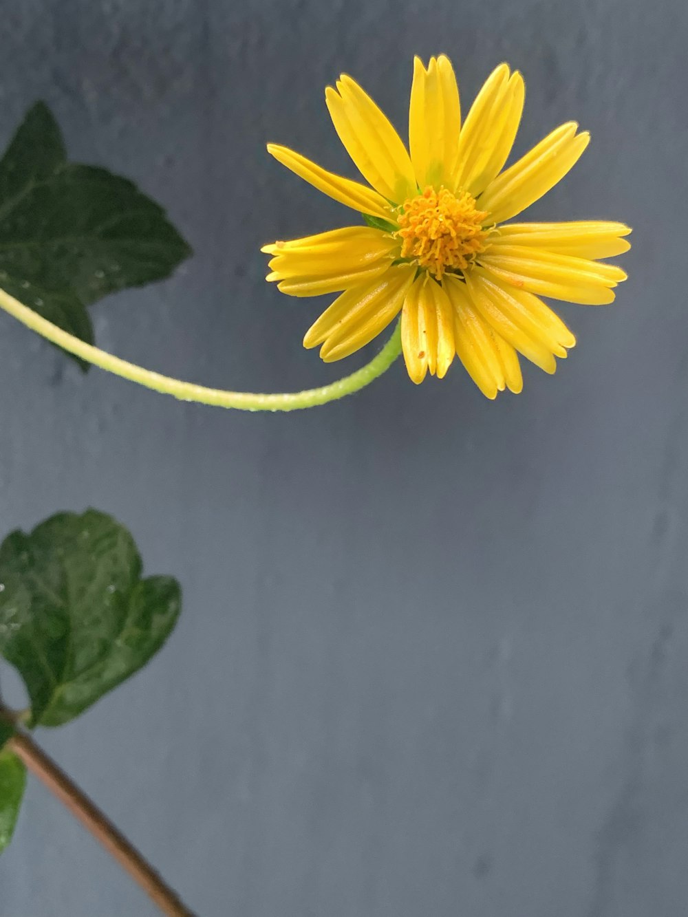 a yellow flower with green leaves on a gray background