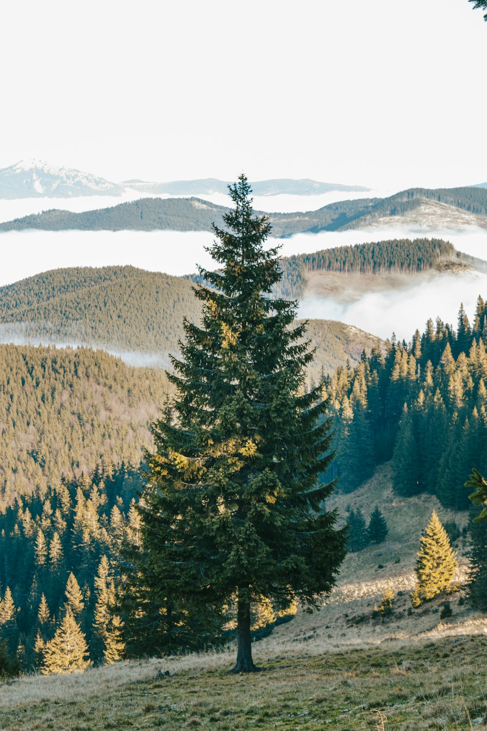 a view of a mountain range with a tree in the foreground