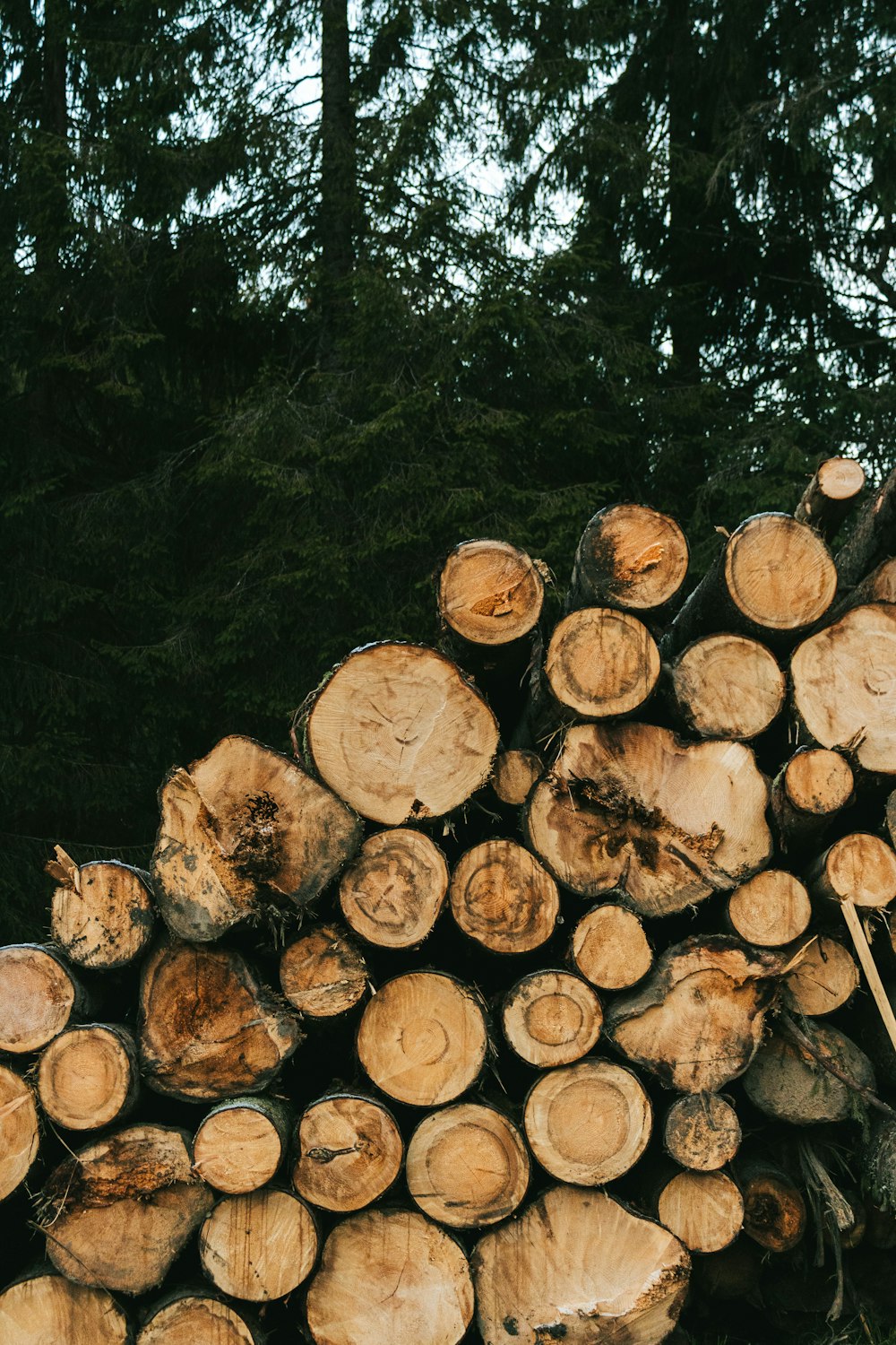 a pile of wood sitting next to a forest