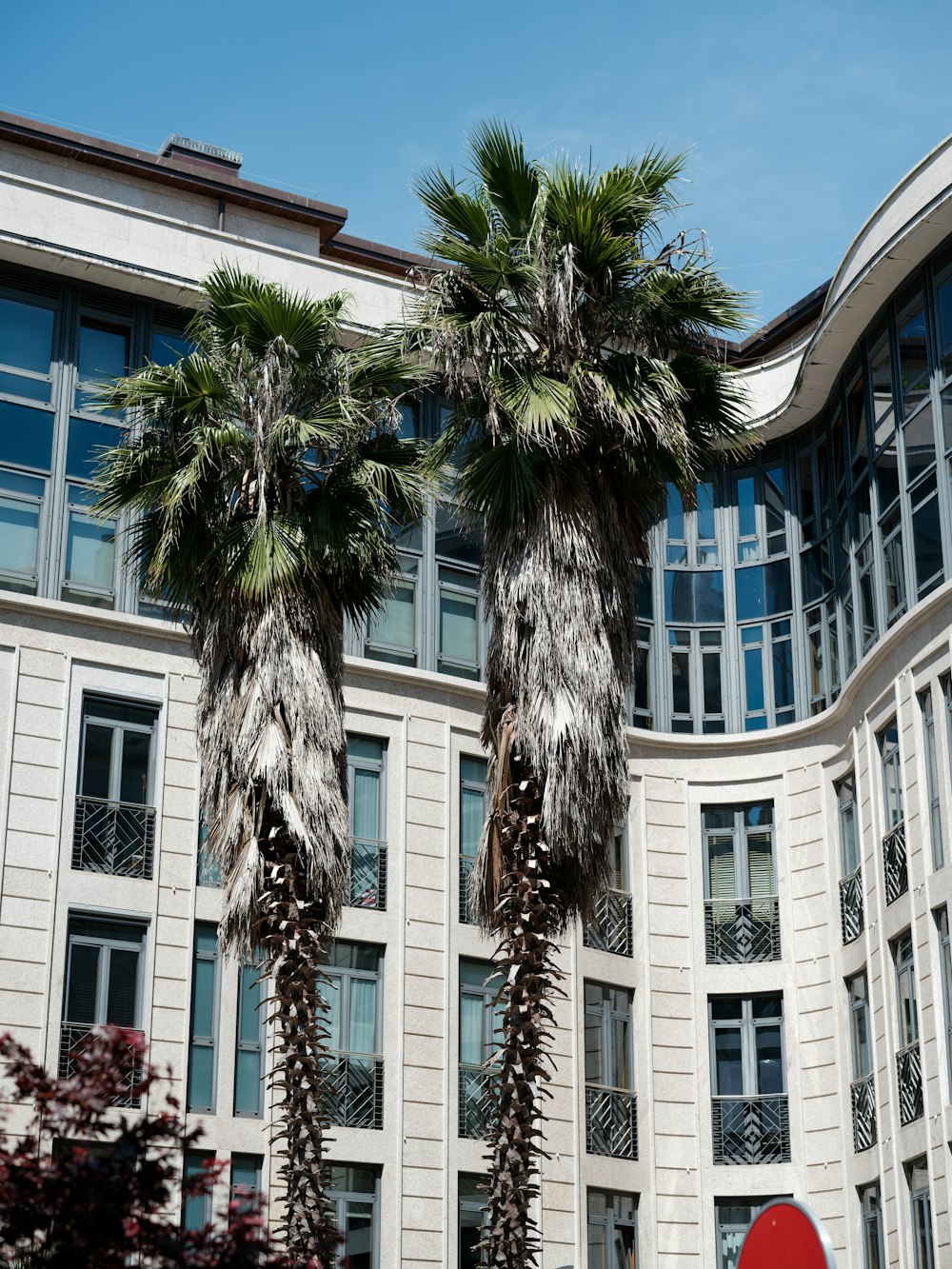 deux palmiers devant un bâtiment