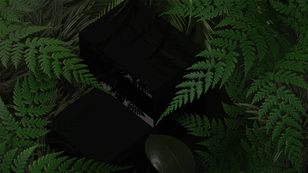 Una scatola nera circondata da piante e foglie verdi