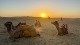A serene desert landscape with camels adorned in colorful blankets resting on the sand. In the background, a vibrant sunset casts a warm glow over the horizon. Silhouetted figures walk along the dunes, adding a sense of scale and tranquility.