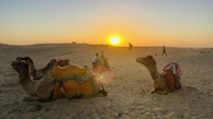 A peaceful sunrise over the vast Thar Desert with camels silhouetted against the sky.