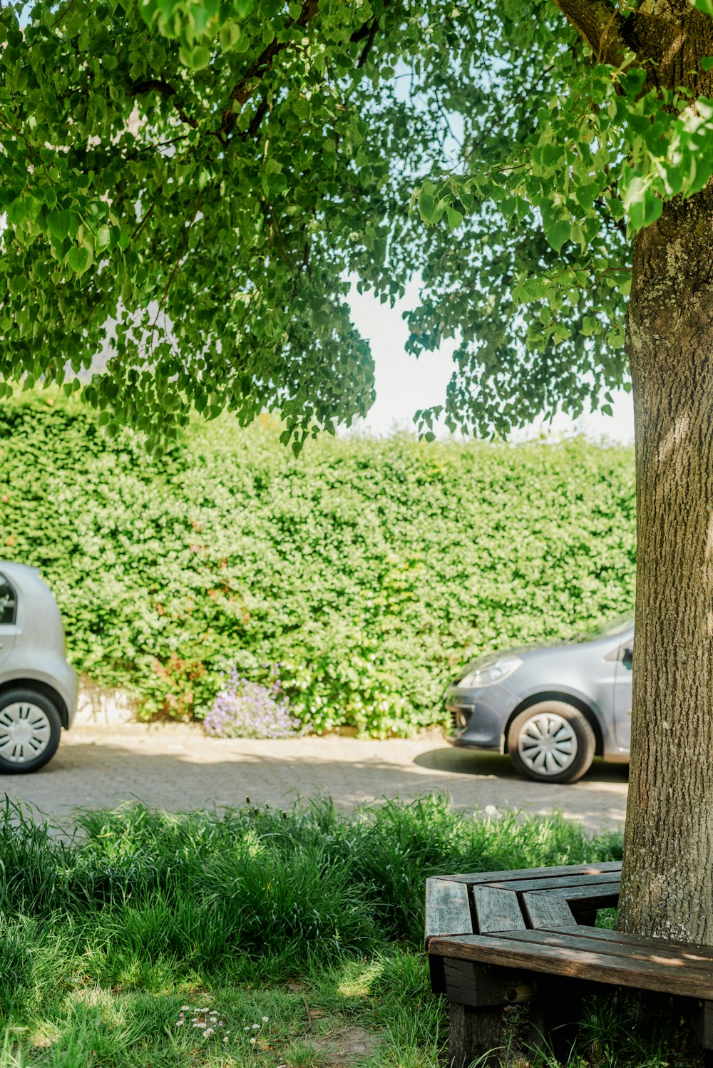 a car parked next to a tree in a park