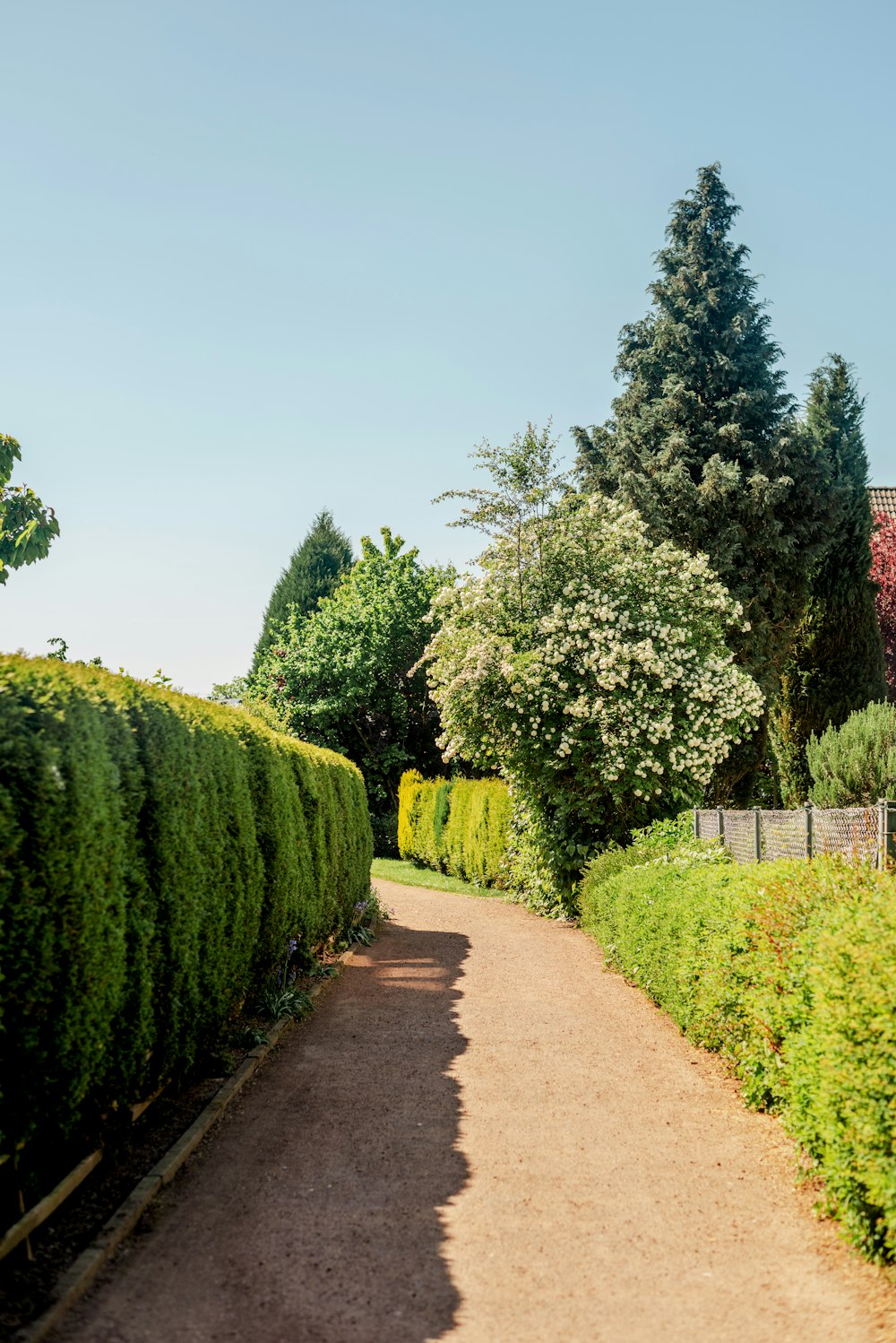 a path through a lush green park lined with trees