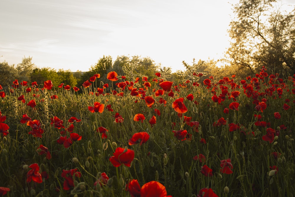 a field full of red flowers with trees in the background