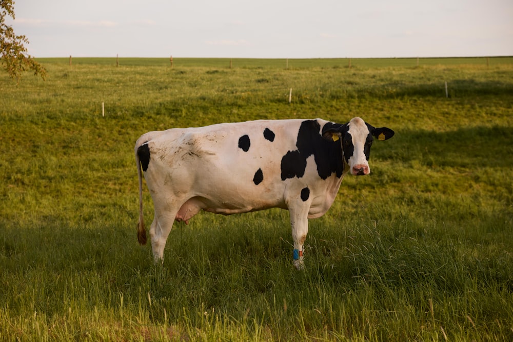 a cow standing in a grassy field