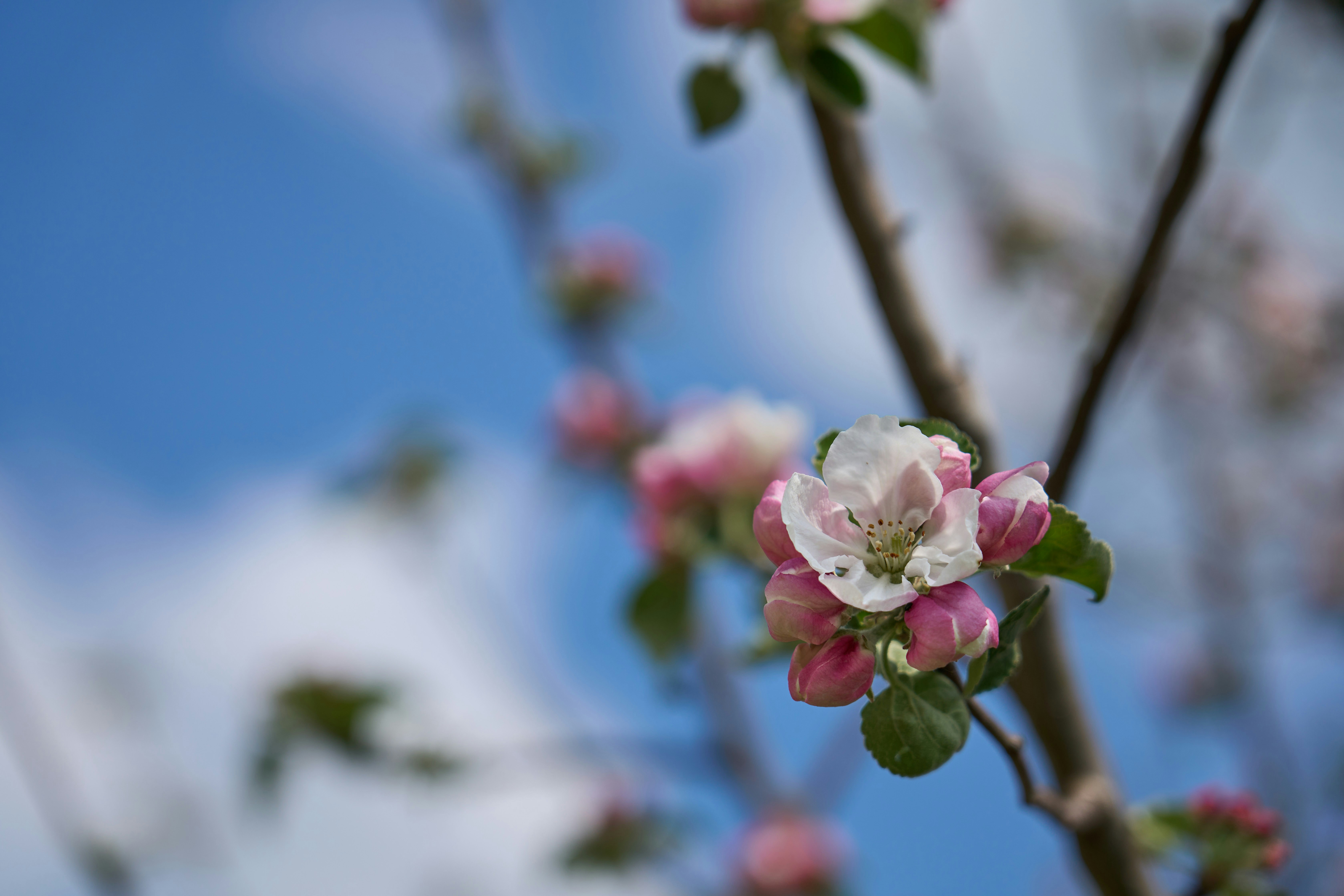 Photo by wolfgang_hasselmann