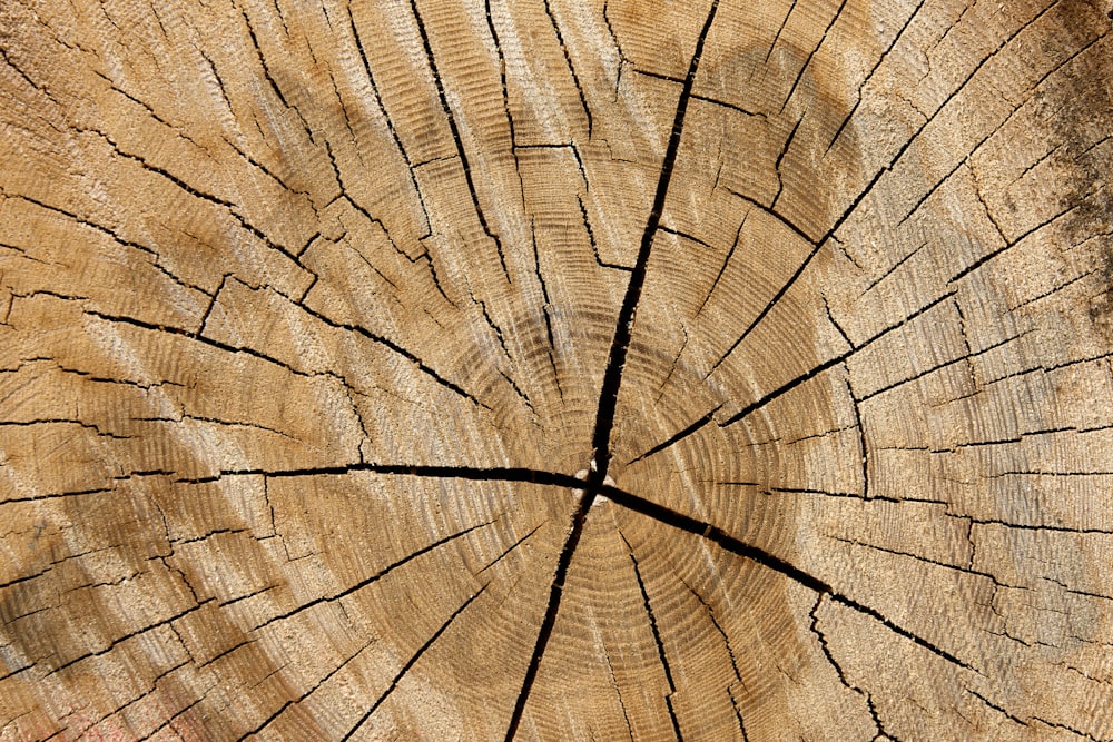 a cross section of a tree that has been cut down