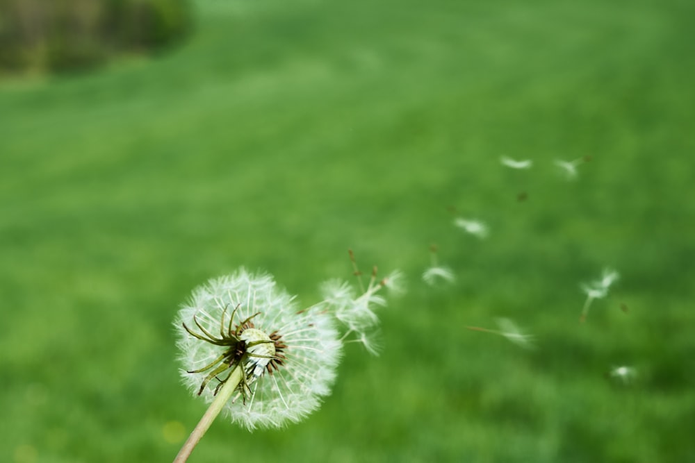 a dandelion blowing in the wind on a green field