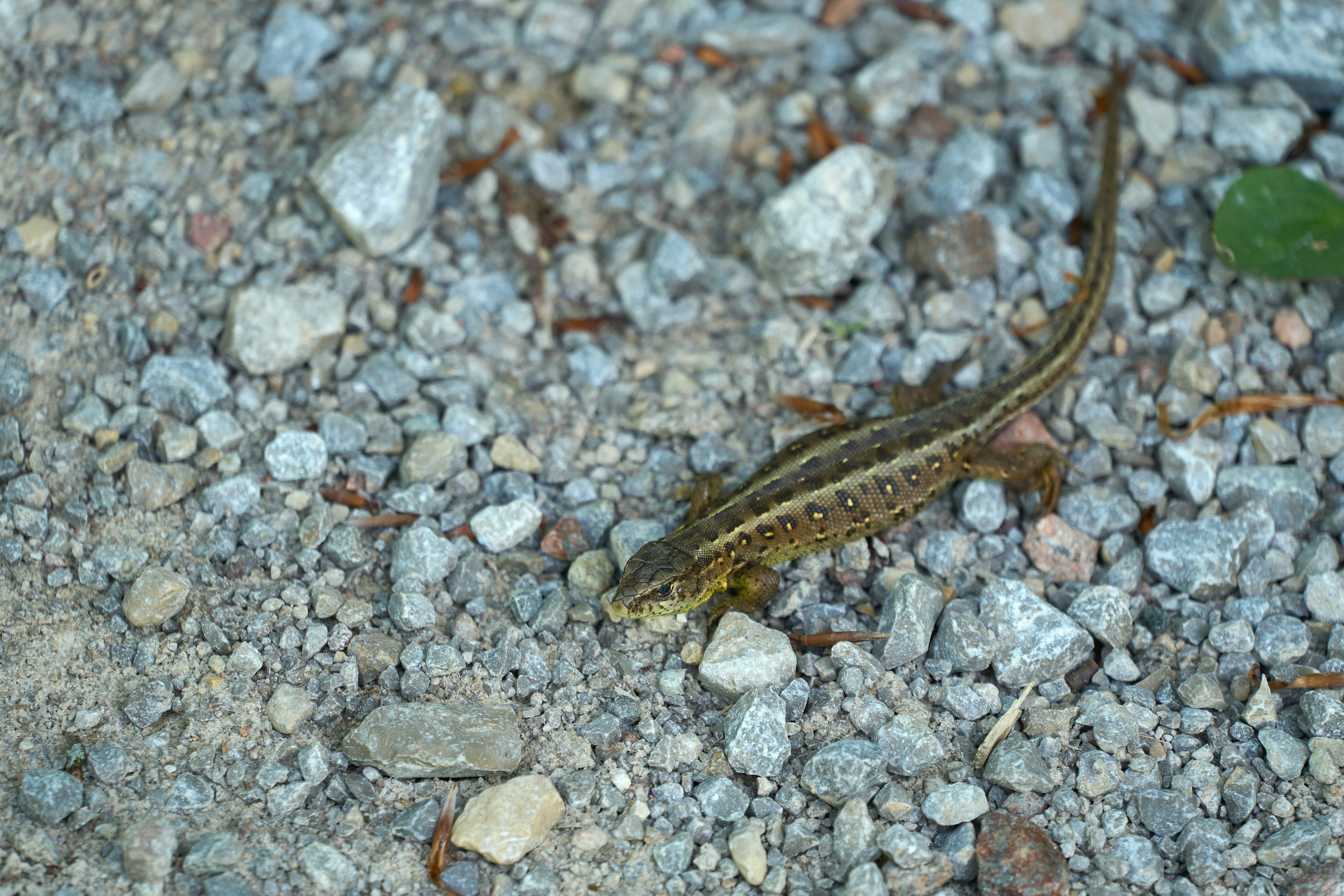 Photo by wolfgang_hasselmann