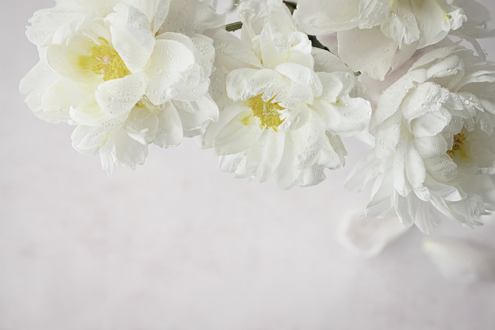 a close up of a flower