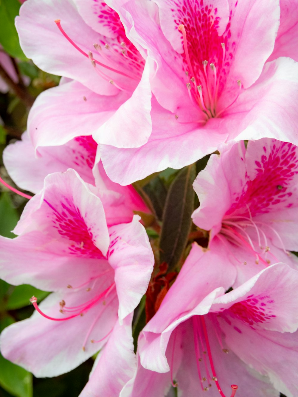 a close up of pink flowers with green leaves