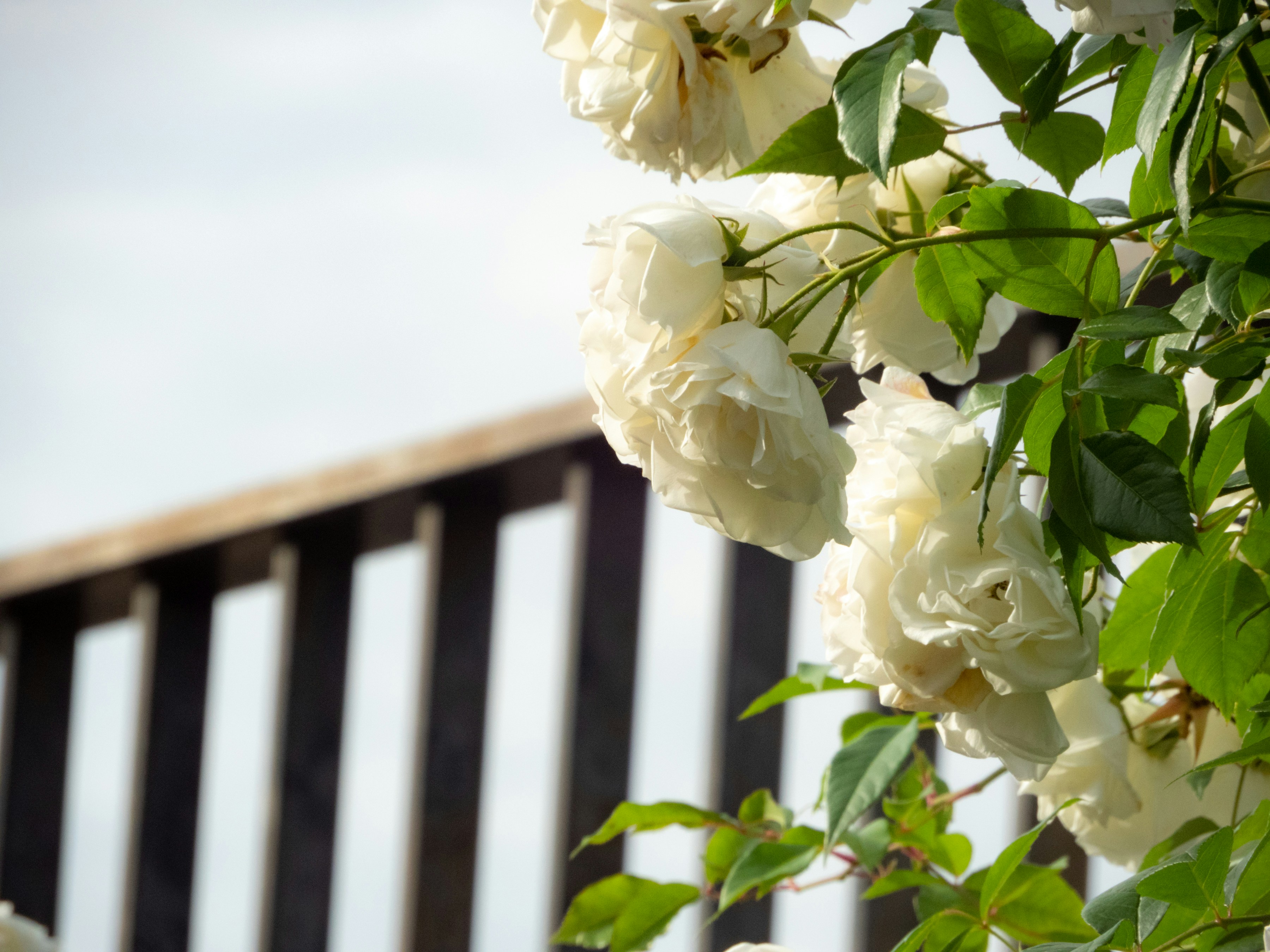 Photo by heppoko_yama