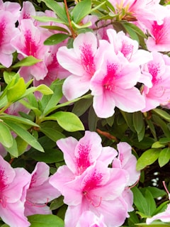 Oregon Coast - Gorgeous pink azalea flowers at Azalea Park, Brookings