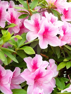 Oregon Coast - Gorgeous pink azalea flowers at Azalea Park, Brookings