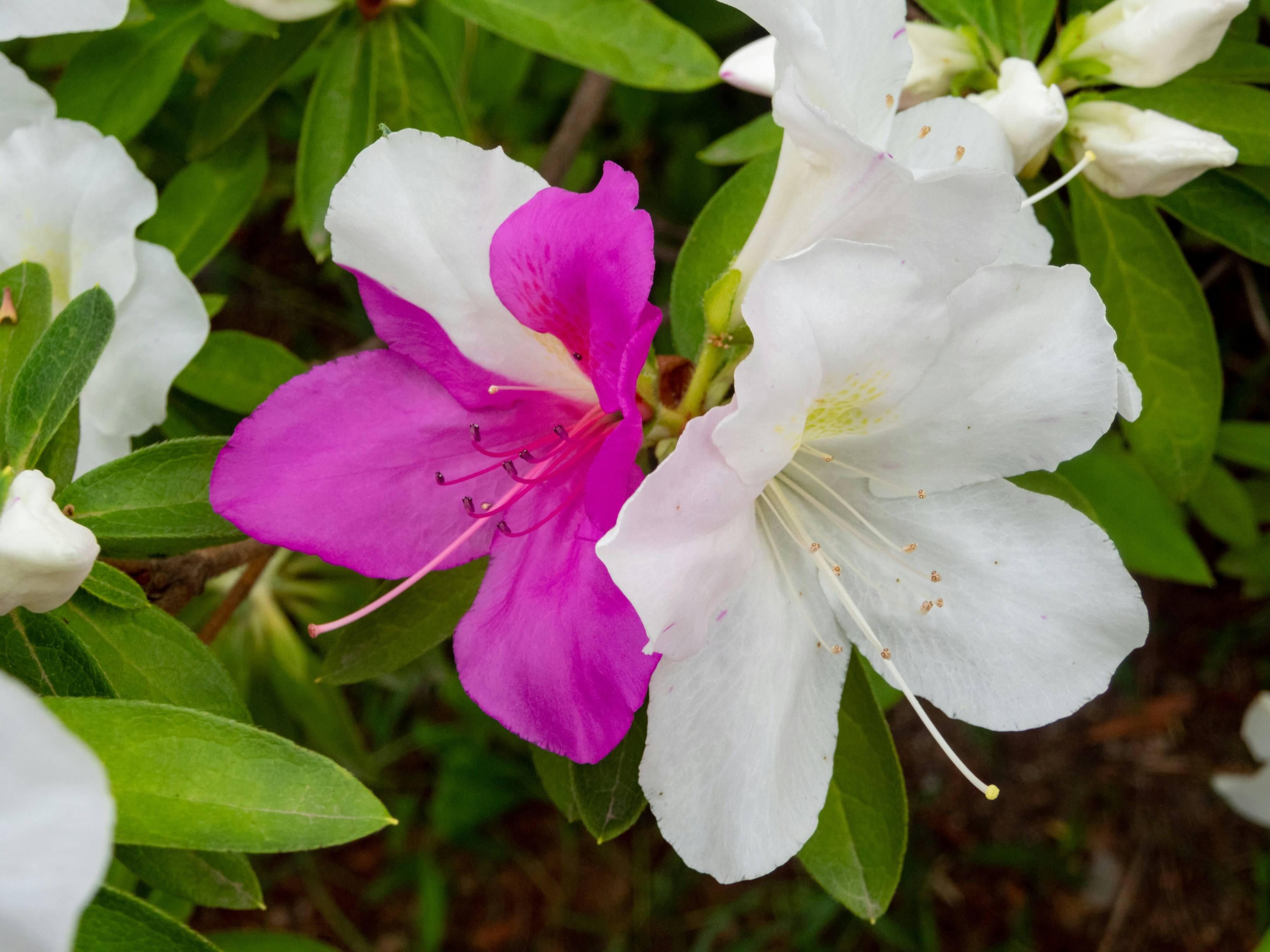 a close up of a pink and white flower