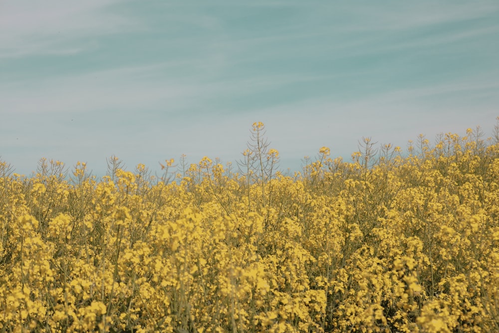 a tree in a field