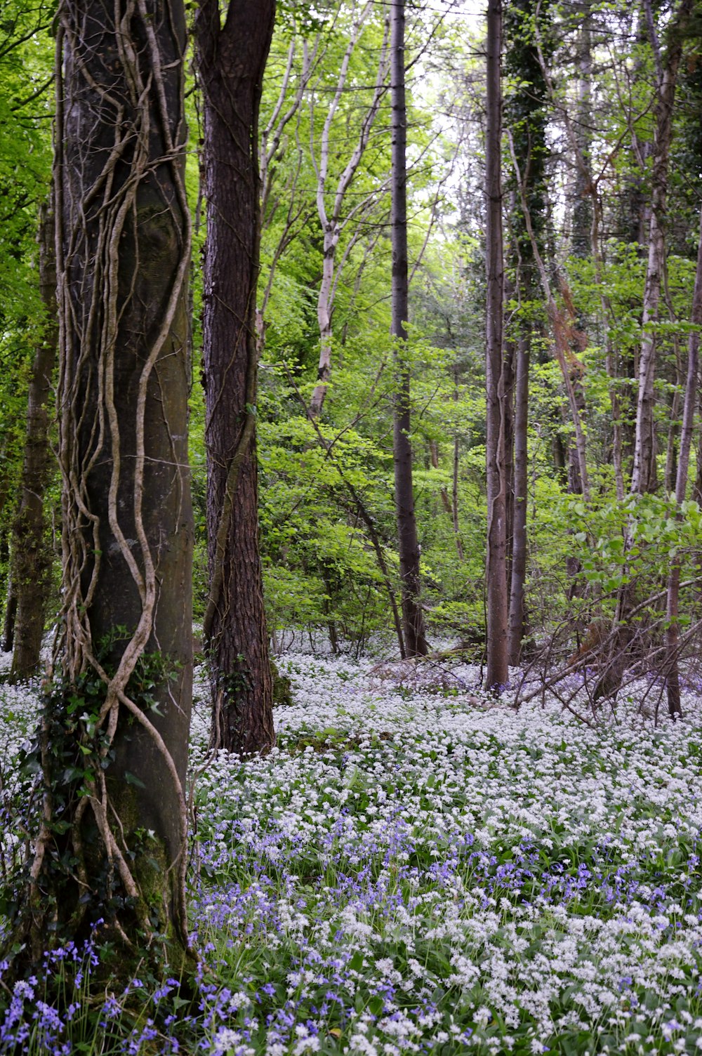 a forest filled with lots of trees and flowers