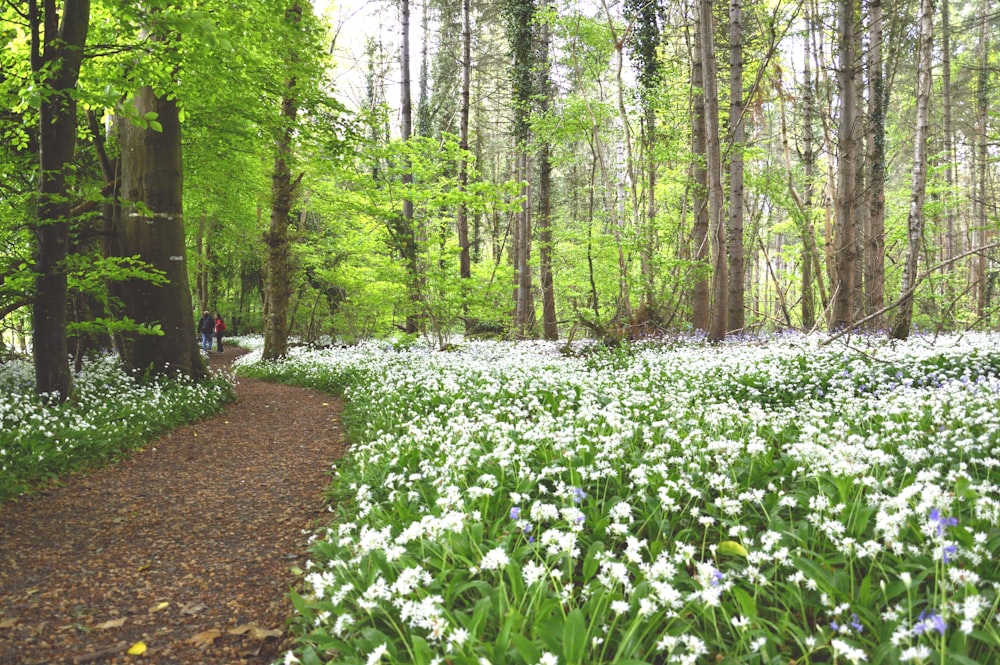 a path through a forest filled with lots of white flowers