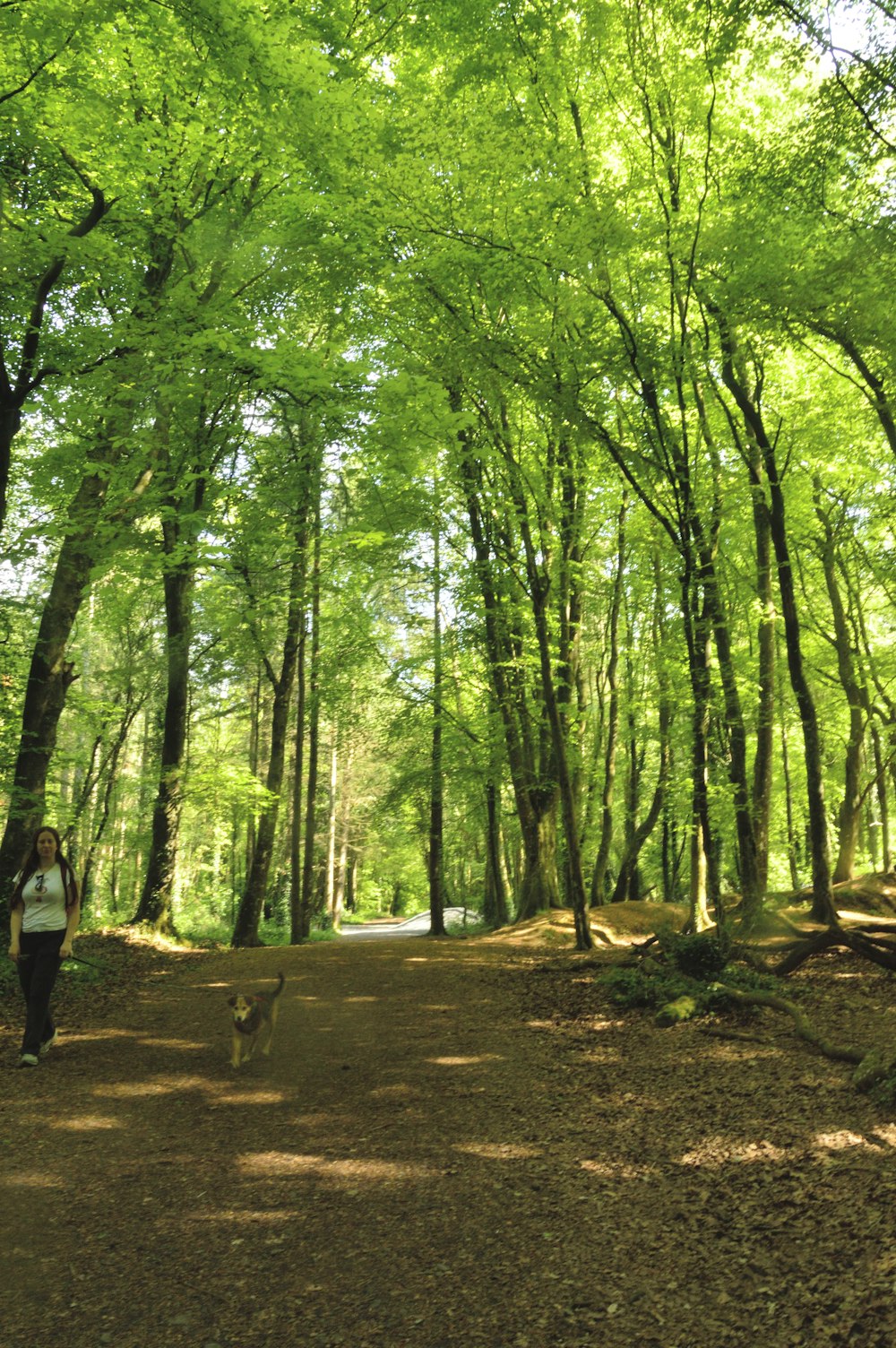 a person walking a dog through a forest