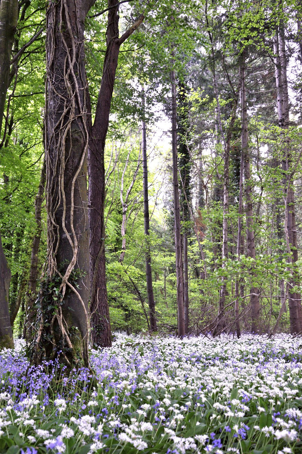 a forest filled with lots of blue and white flowers