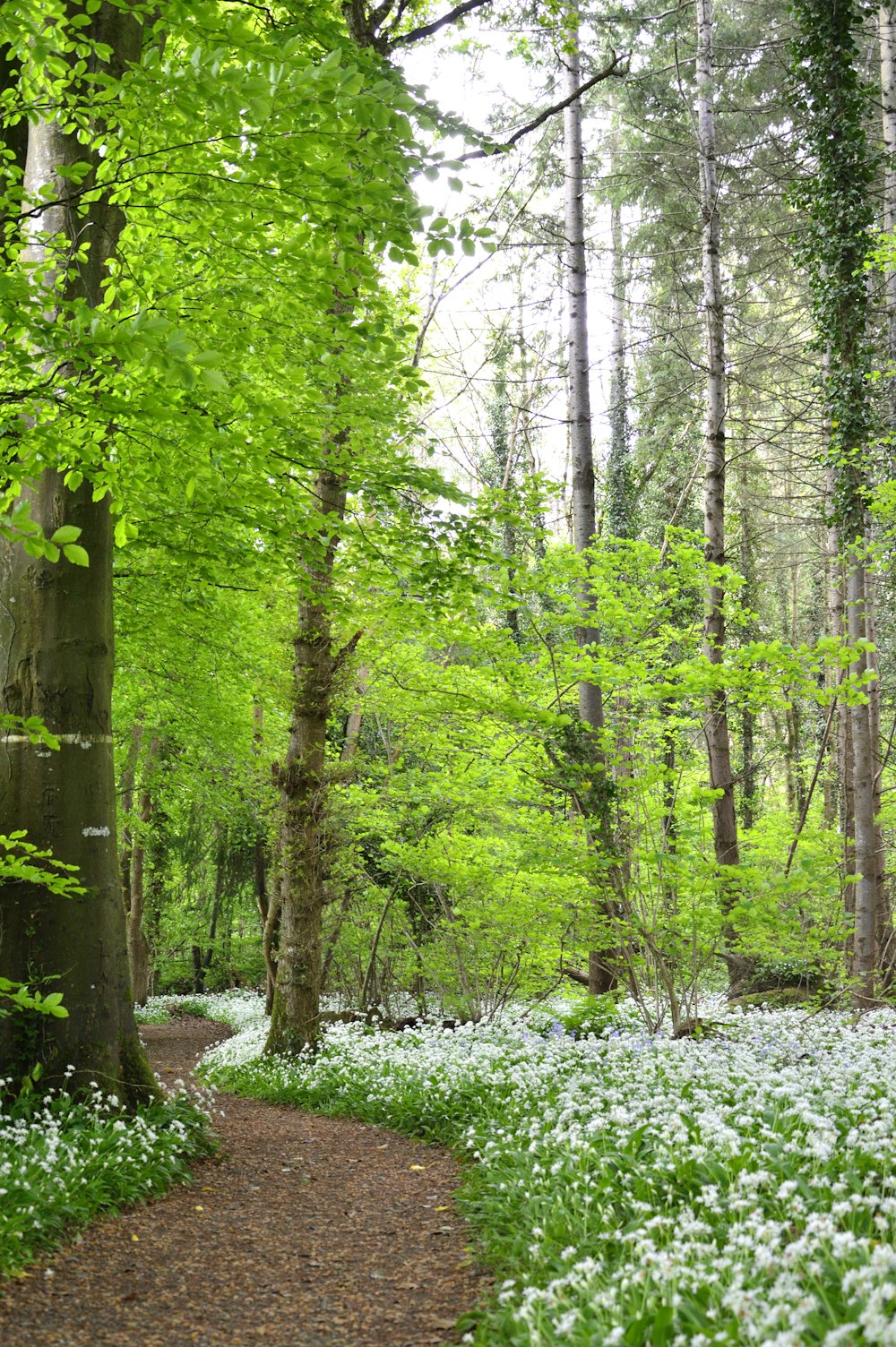 a path through a forest filled with lots of green trees