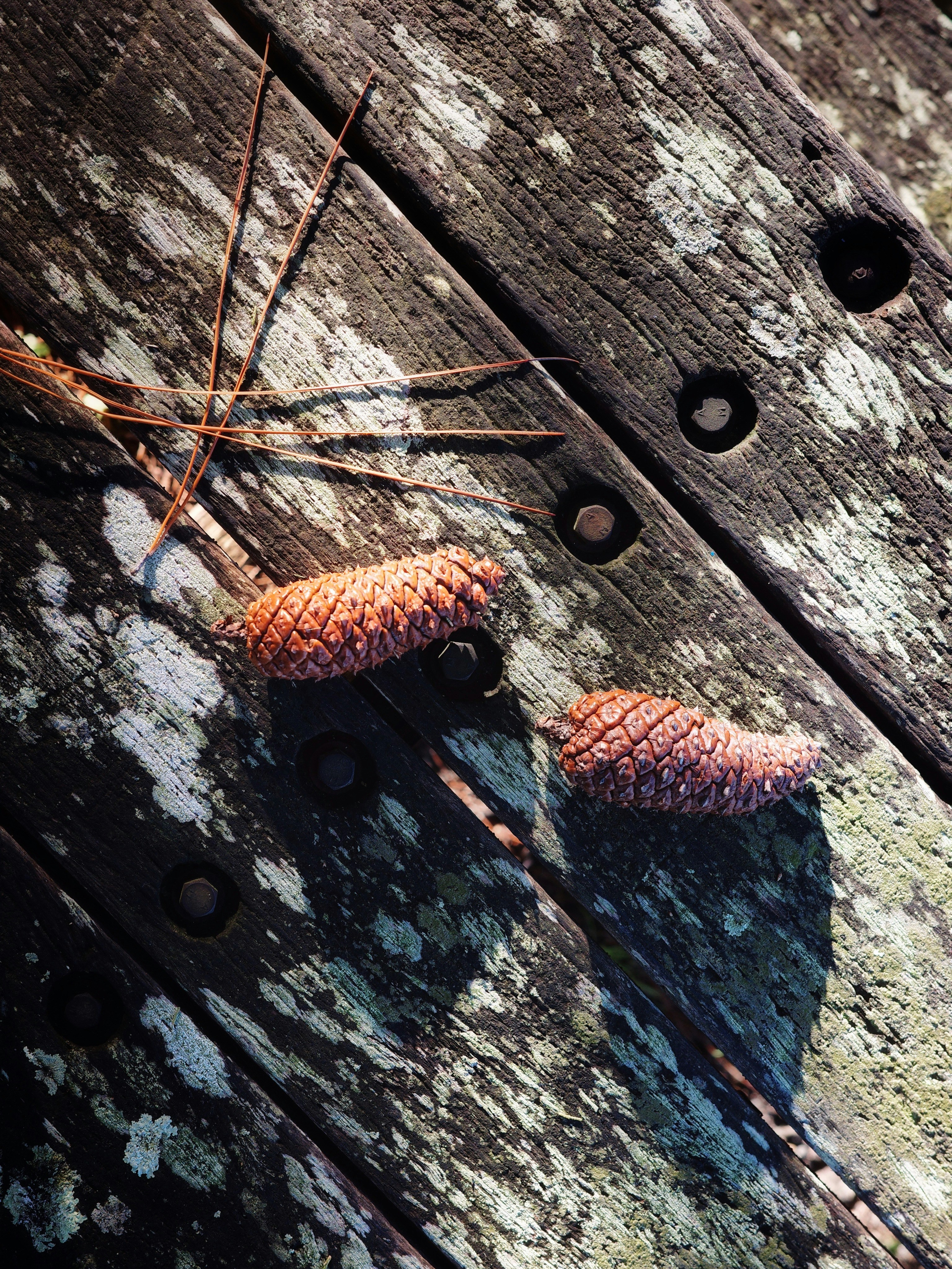 ein paar Tannenzapfen, die auf einem Holztisch sitzen