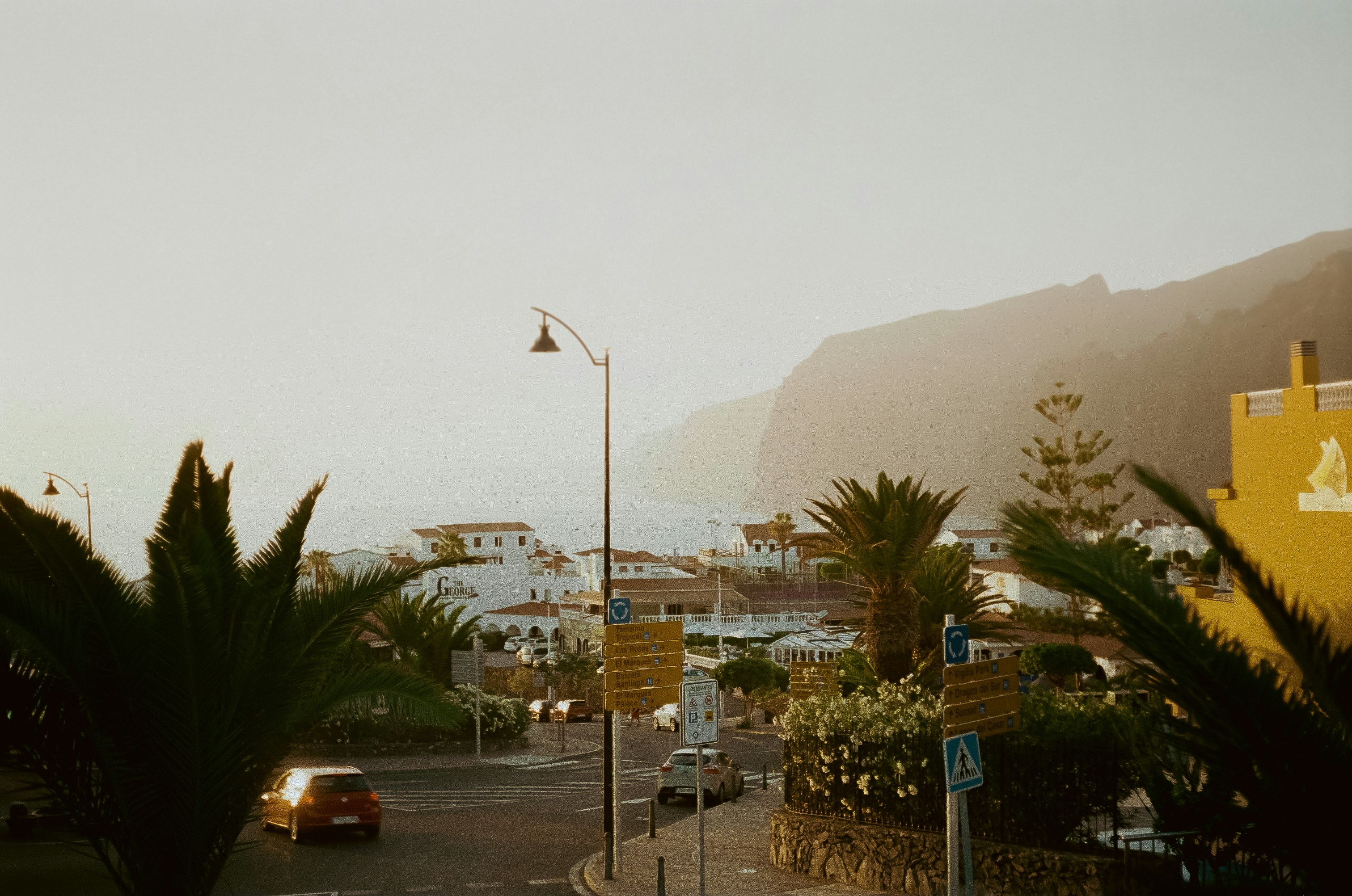 Una palma su una strada