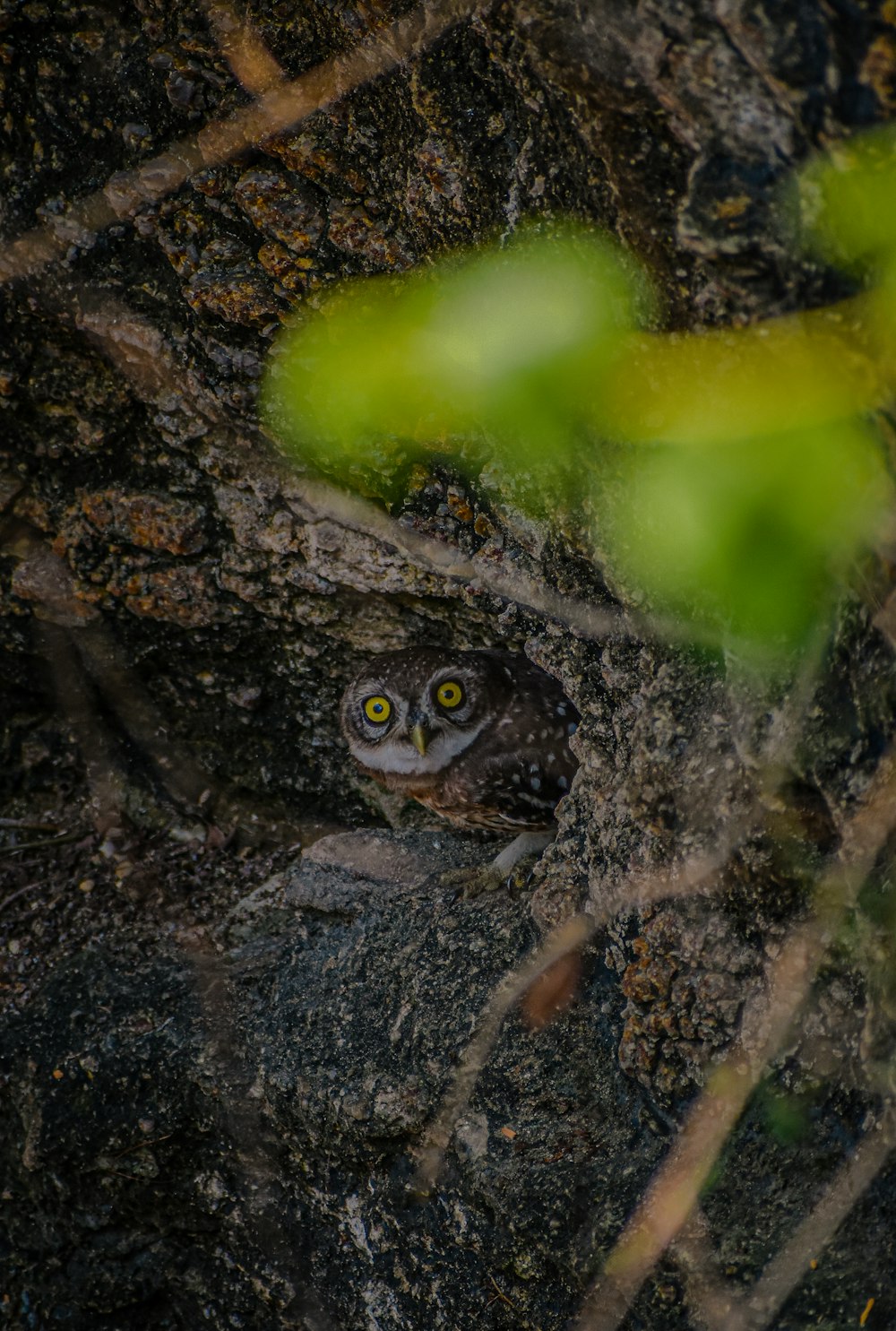 a close up of an owl