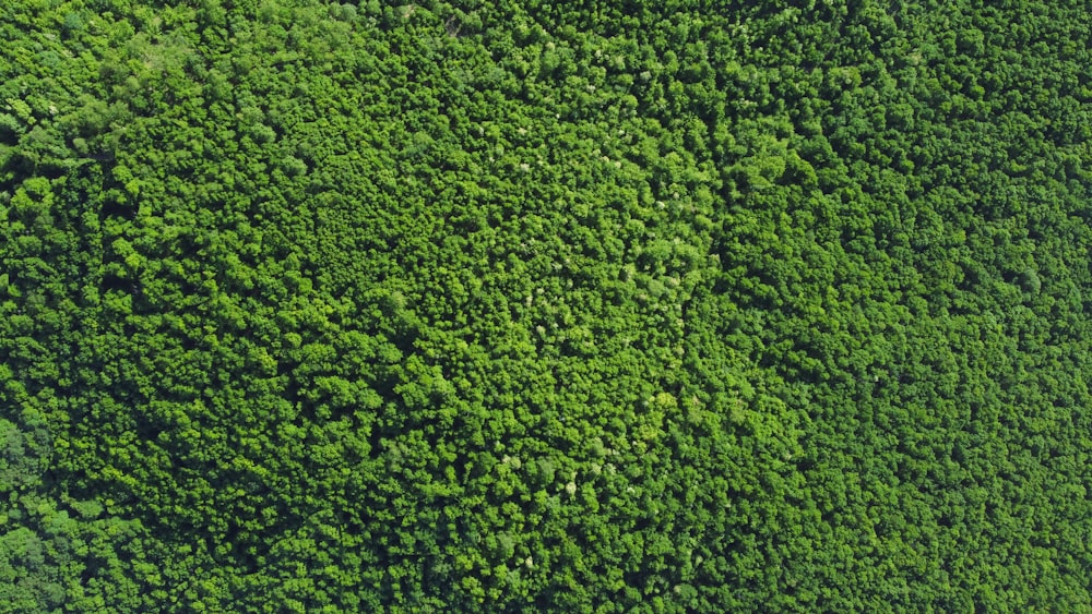 una veduta aerea di una lussureggiante foresta verde